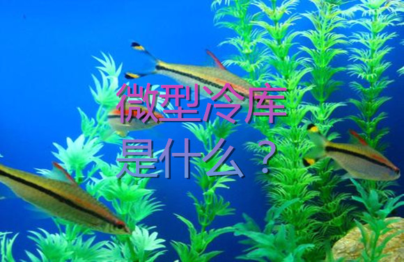 微型冷庫是什么？.jpg