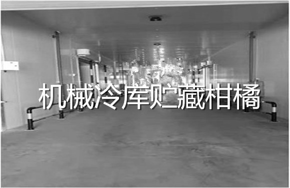 機械冷庫貯藏柑橘.jpg